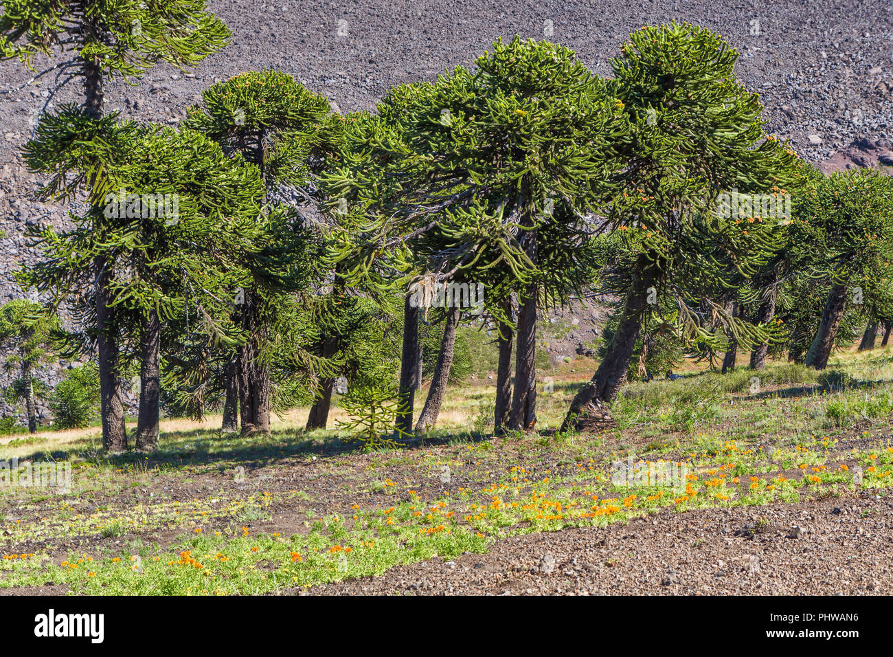Forêt d'Araucaria, Réserve nationale du Malalcahuello-Nalcas, région d'Araucania, Chili Banque D'Images