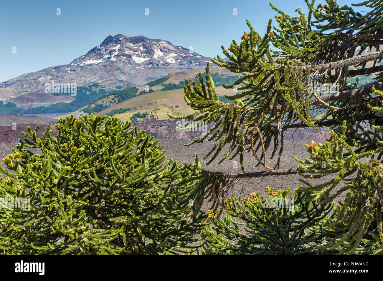 Forêt d'Araucaria, Réserve nationale du Malalcahuello-Nalcas, région d'Araucania, Chili Banque D'Images