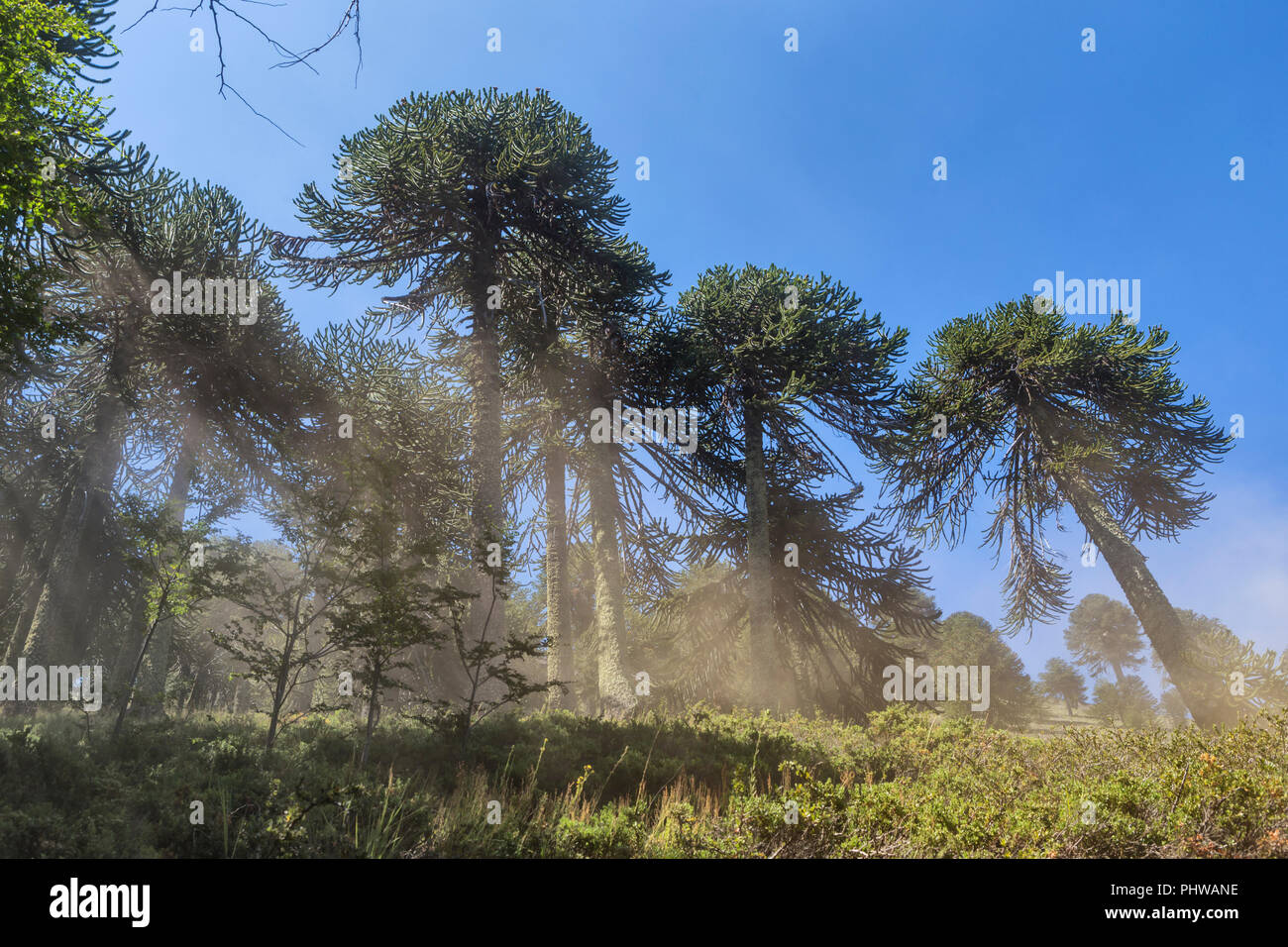 Forêt d'Araucaria, Réserve nationale du Malalcahuello-Nalcas, région d'Araucania, Chili Banque D'Images