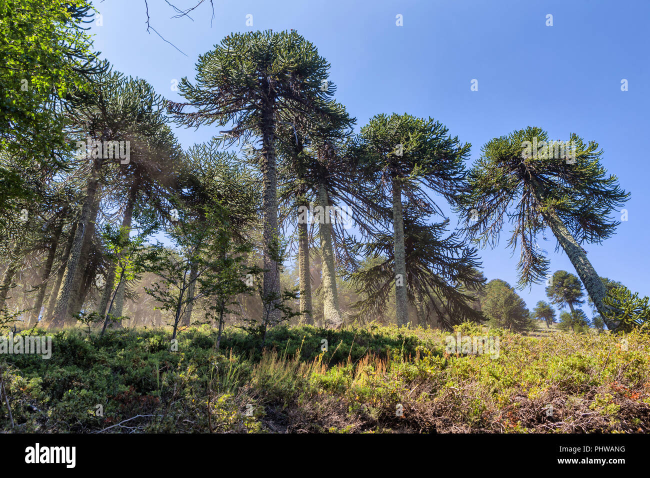 Forêt d'Araucaria, Réserve nationale du Malalcahuello-Nalcas, région d'Araucania, Chili Banque D'Images