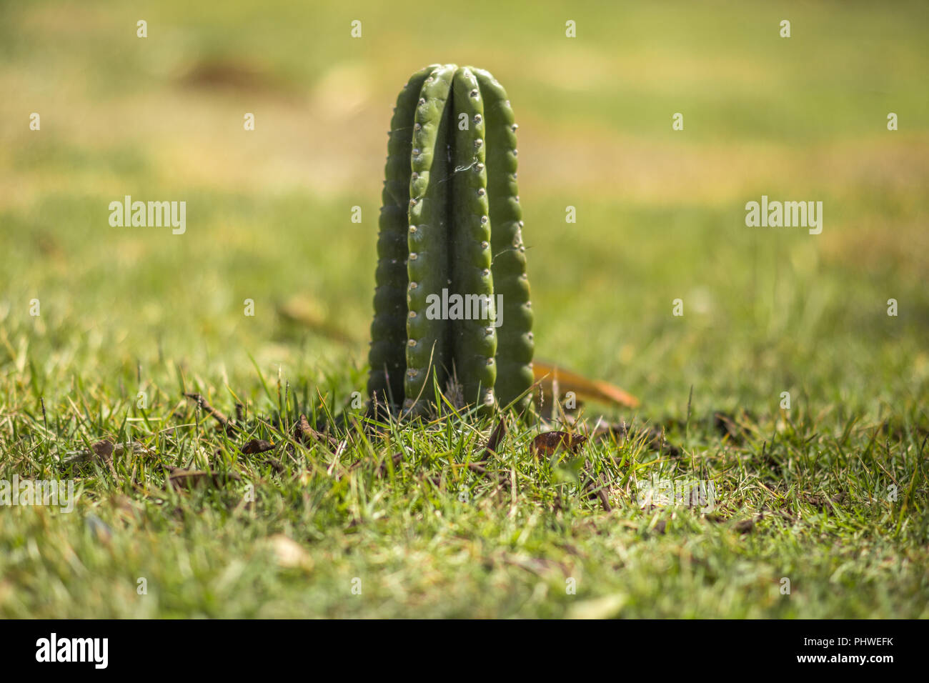 Petit cactus solitaire. Banque D'Images