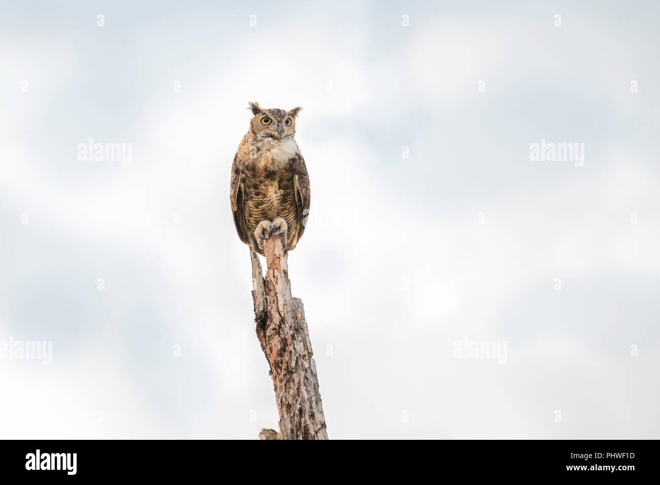 Une femelle adulte Grand-duc d'Amérique, Bubo virginianus, perché sur un arbre mort en Oklahoma, USA. Banque D'Images