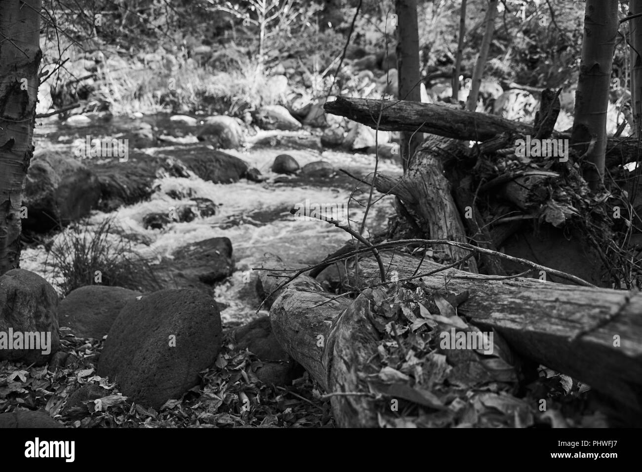 Image en noir et blanc de l'eau de cours d'eau sur les roches et les débris de l'arbre. Banque D'Images