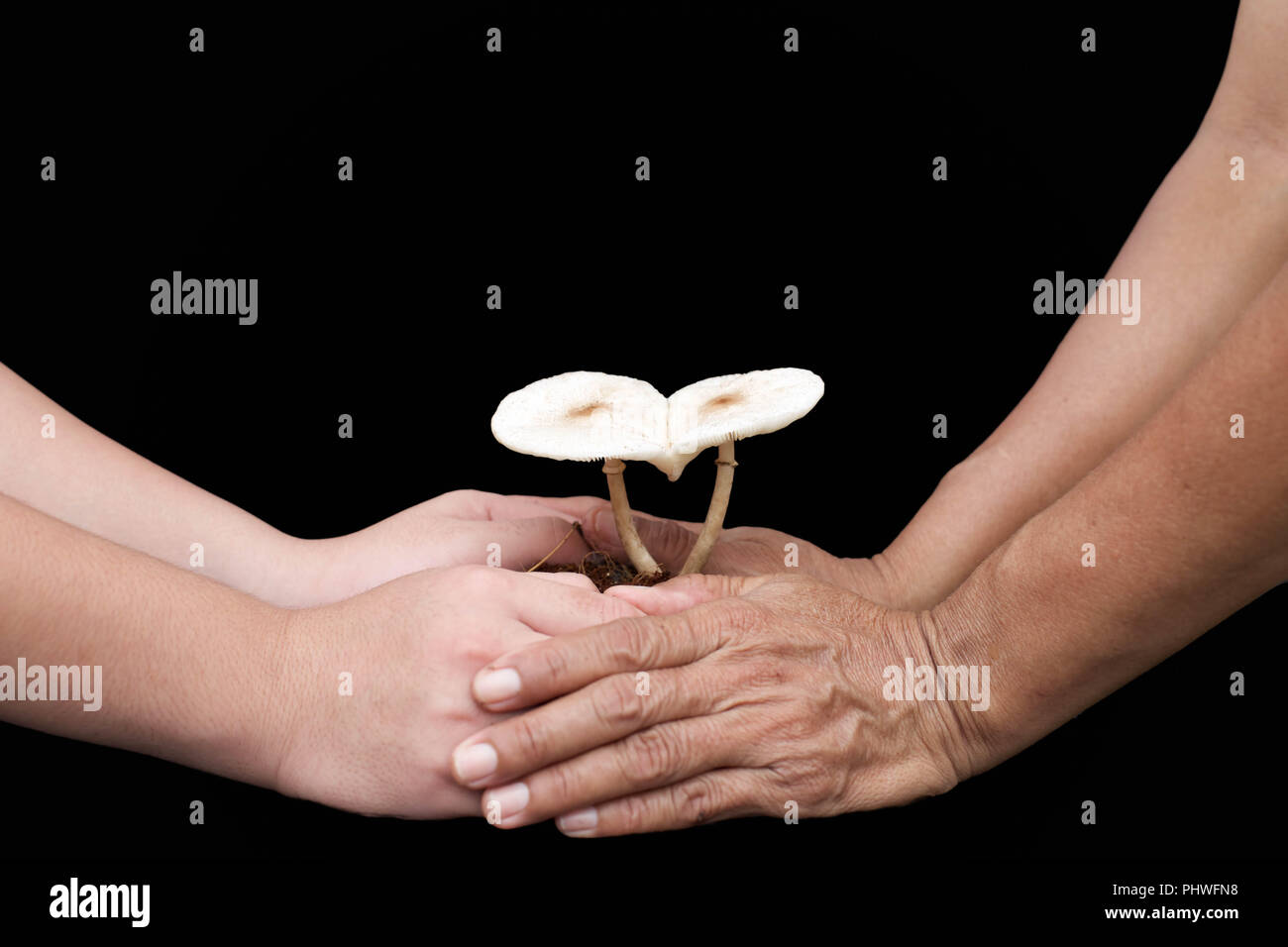 Les cadres supérieurs de l'enfant et part s'occuper d'un des champignons en forme de coeur Banque D'Images