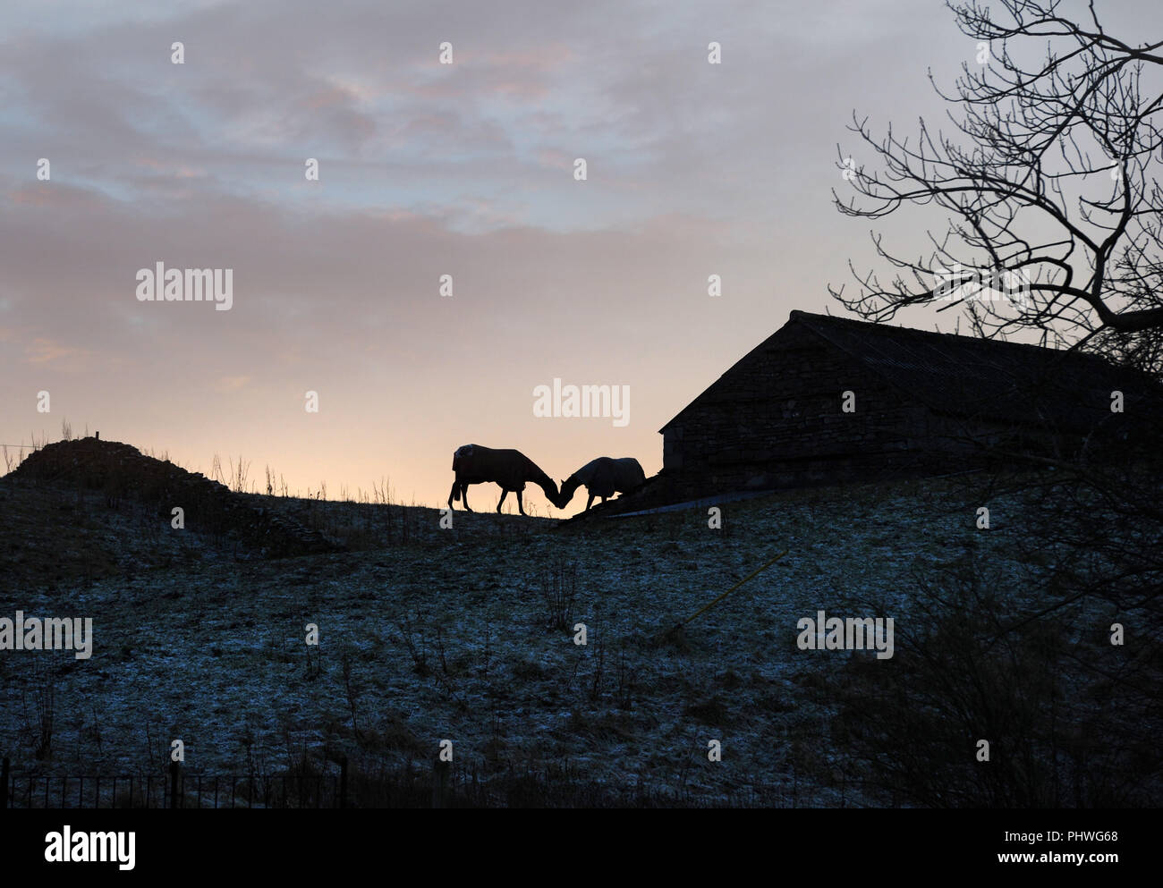 Deux chevaux baiser à côté d'une grange en pierre sur une colline dans le Yorkshire Dales. Les chevaux sont vu en silhouette au coucher du soleil. Le gel hivernal sur le terrain Banque D'Images
