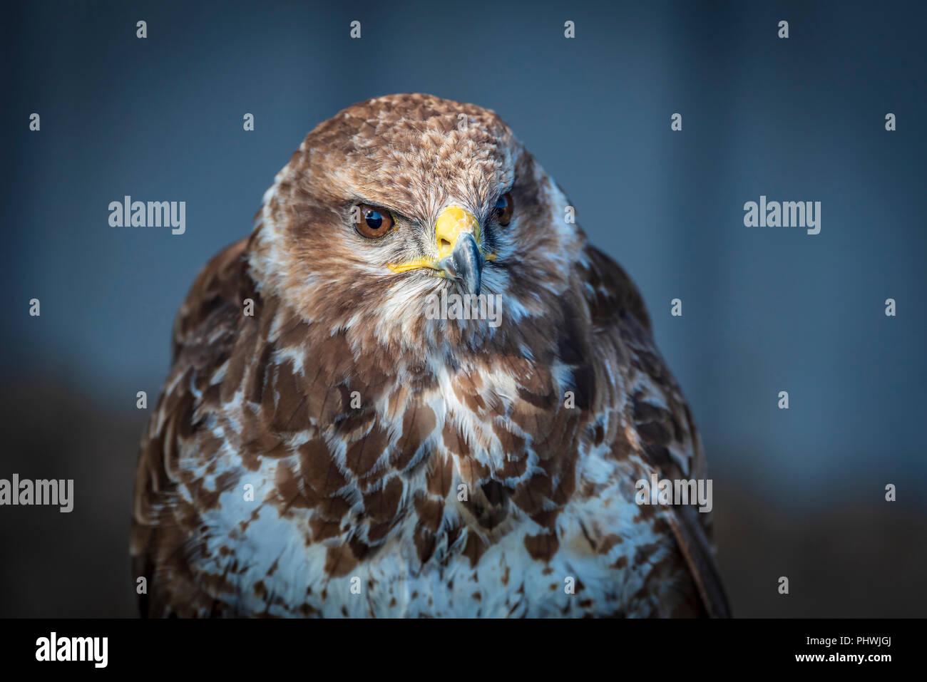 Raptor. Oiseau de proie. Buse variable. Banque D'Images