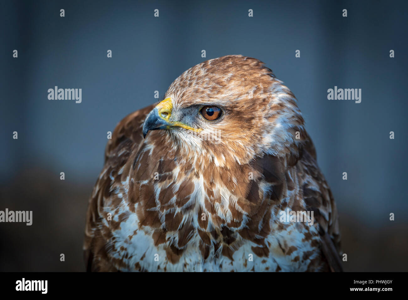 Raptor. Oiseau de proie. Buse variable. Banque D'Images