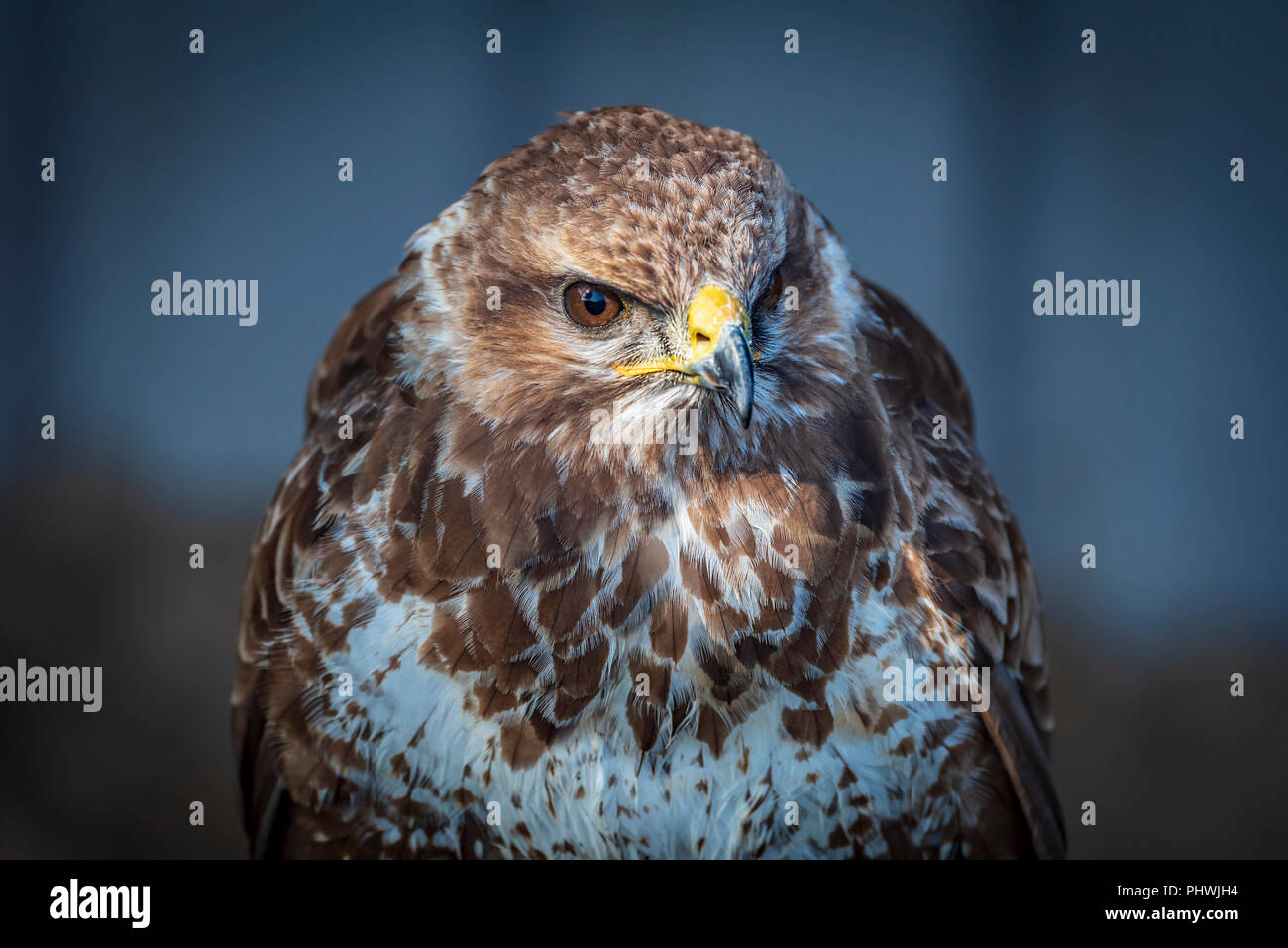 Raptor. Oiseau de proie. Buse variable. Banque D'Images