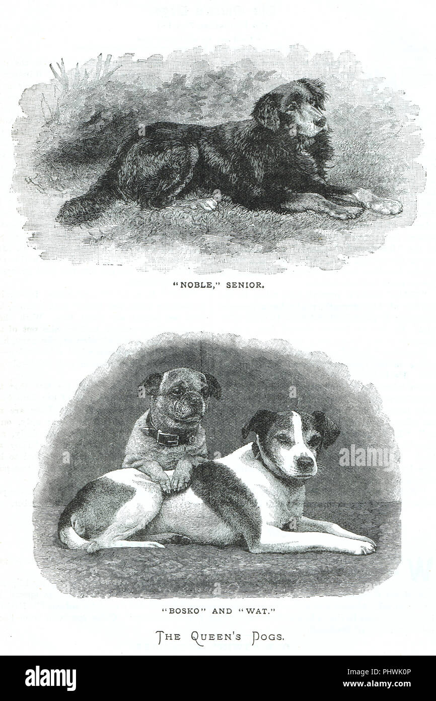 Les chiens de Victoria, Noble, Bosko et Wat Banque D'Images