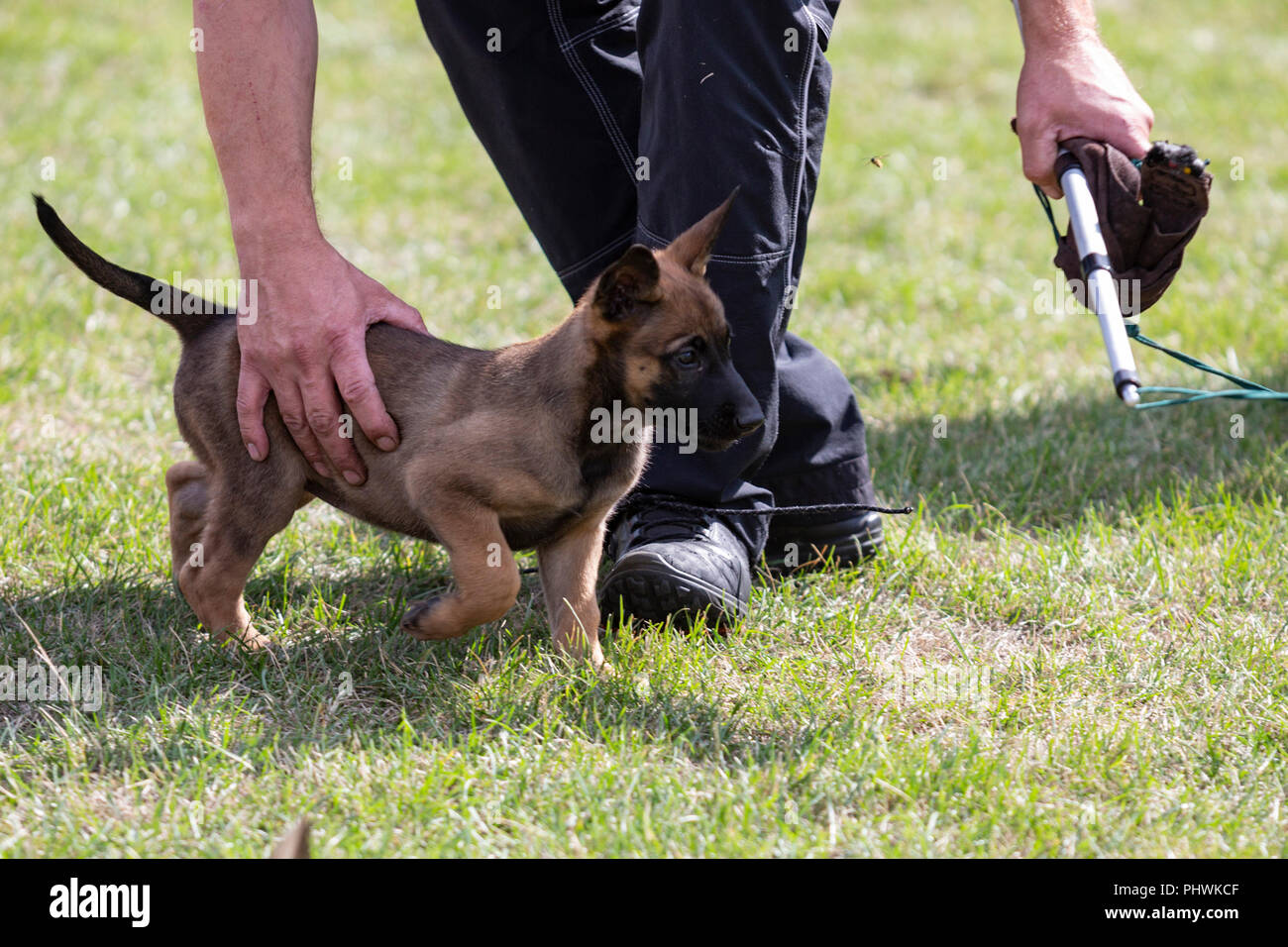 Chiot Berger Belge Malinois Chien A L Unite K 9 De Essen La Police Nrw Day Est Celebree A Essen Ruhr Allemagne Photo Stock Alamy