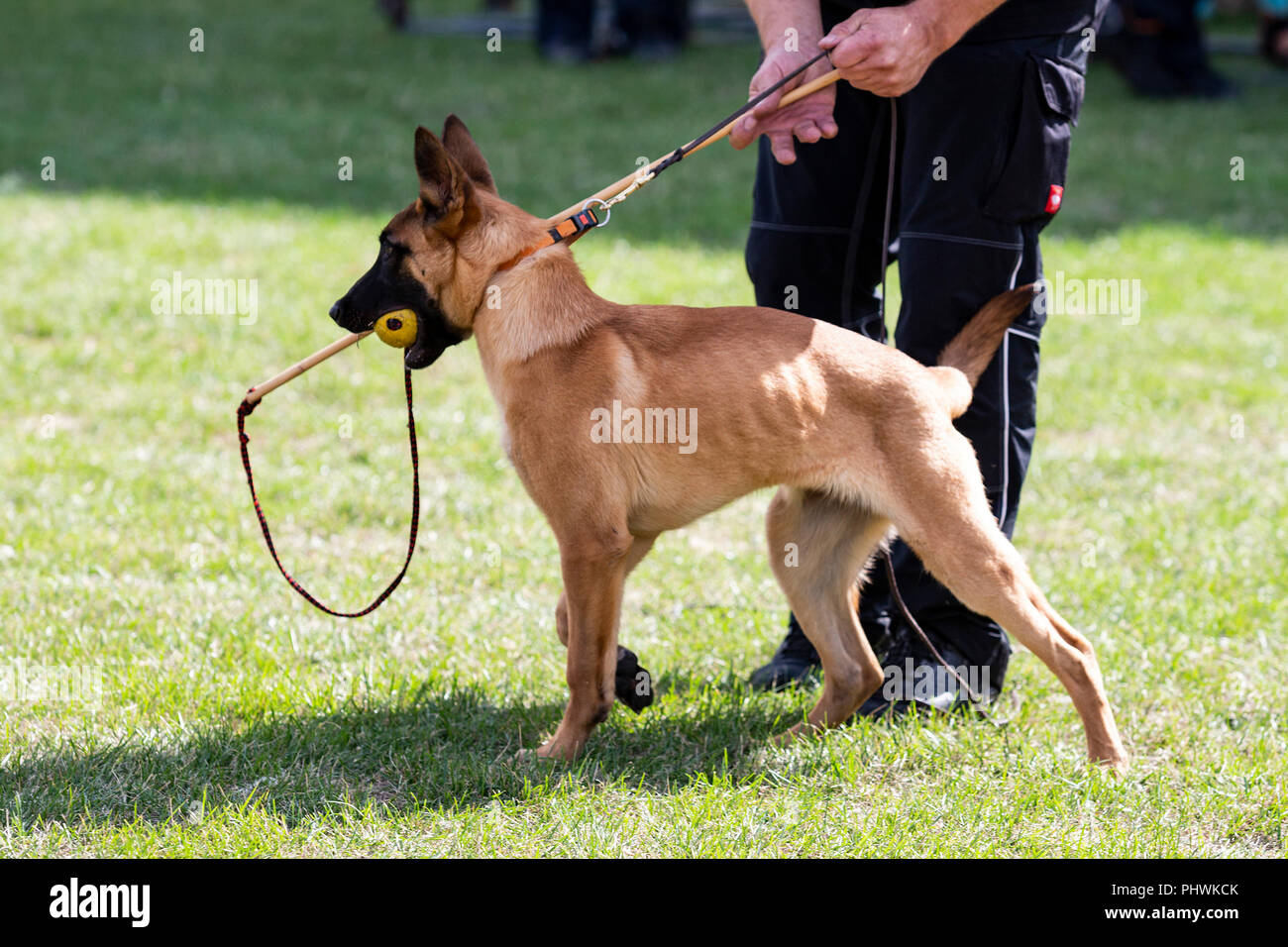 Berger Belge Malinois, chien avec chien, K-9 unité de police NRW Essen, Tag, Day, est célébrée à Essen, Ruhr, Allemagne Banque D'Images