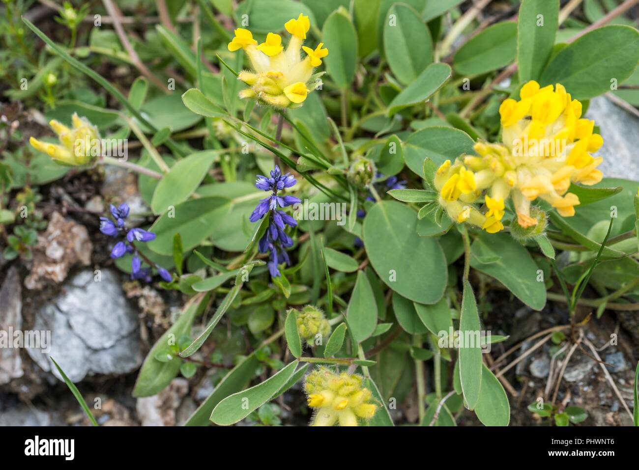 Woundwort dans les Alpes, Autriche Banque D'Images