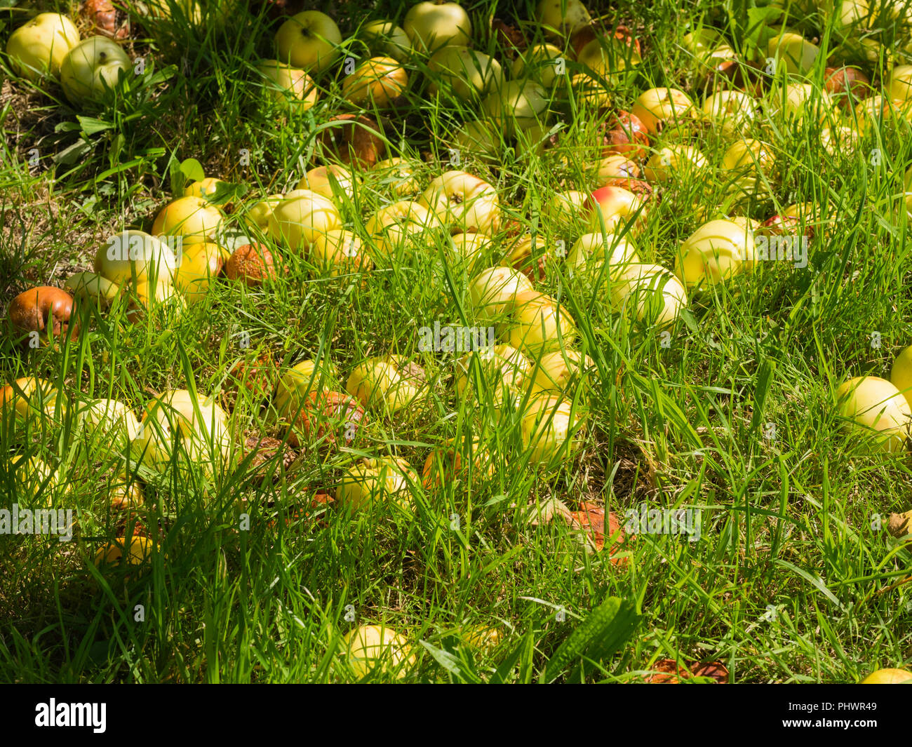 Fruits exceptionnels de l'ancienne cuisine du patrimoine cornouaillais et dessert apple, Malus domestica 'Primrose' anaccan Banque D'Images