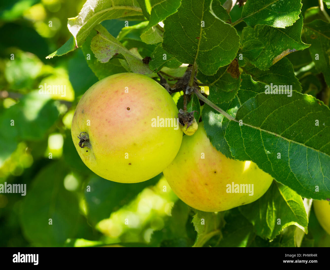 Les fruits mûrs de l'ancienne cuisine du patrimoine cornouaillais et dessert apple, Malus domestica 'Primrose' anaccan Banque D'Images