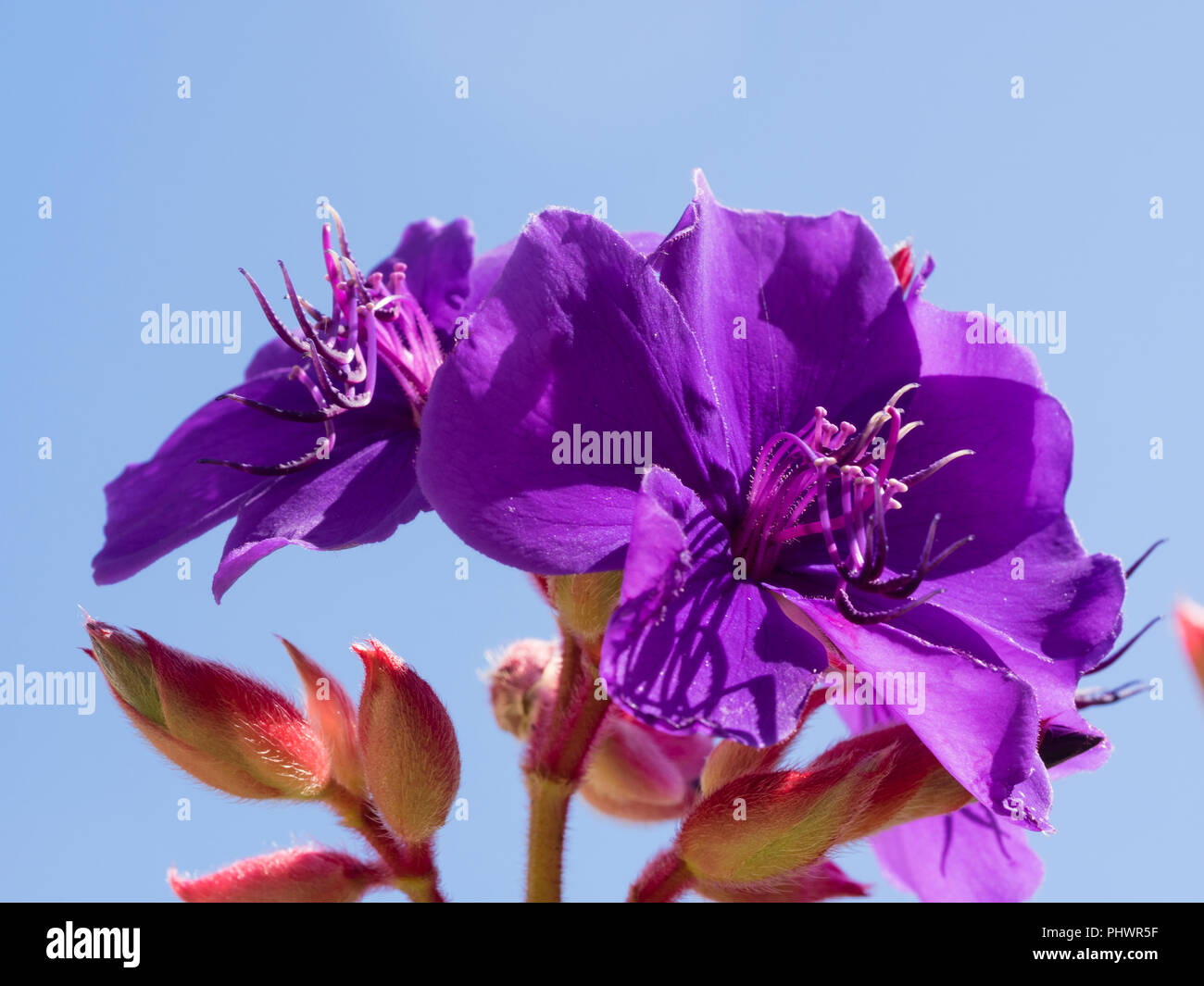Fleurs violettes exotiques de l'automne à l'hiver blooming flower princess, Tibouchina semidecandra Banque D'Images