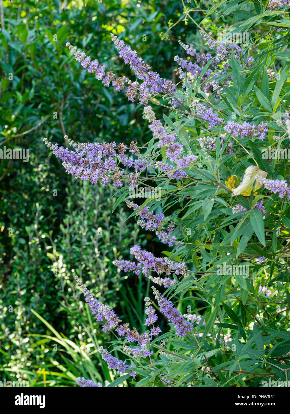 La fin de l'été panicules de fleurs bleu entre le feuillage aromatique du gattilier, Vitex agnus-castus Banque D'Images