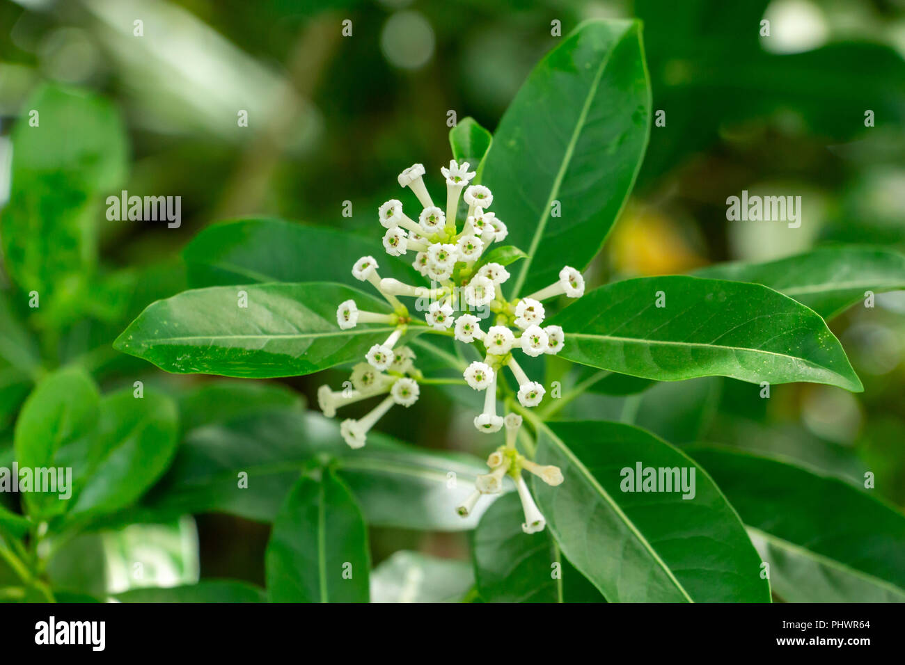 Jour (jasmin Cestrum diurnum) libre de fleurs blanches - Davie, Floride, USA Banque D'Images