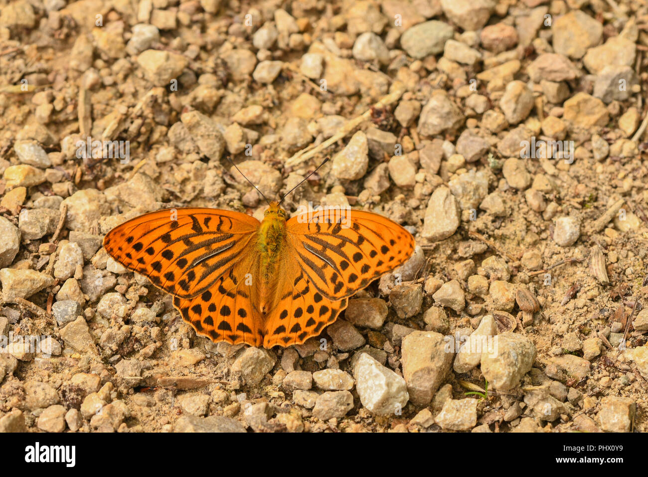 Silver-lavé fritillary Banque D'Images