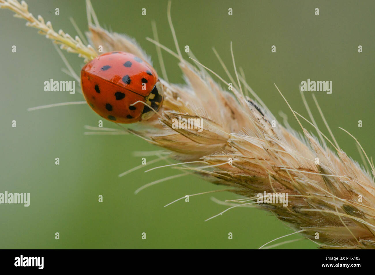 Coccinelles Banque D'Images