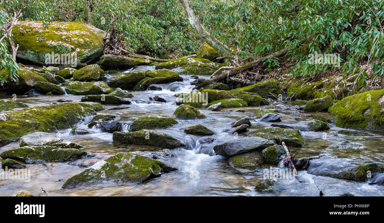 Grand couvert de mousse, des pierres dans un ruisseau de montagne, bordée de mountain laurel. Banque D'Images
