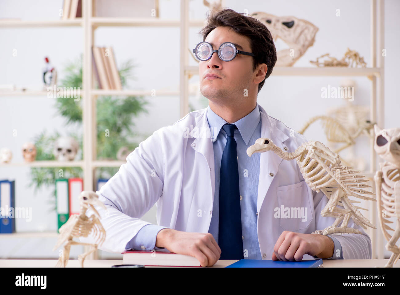 Le professeur fou drôle l'étude de squelettes d'animaux Banque D'Images