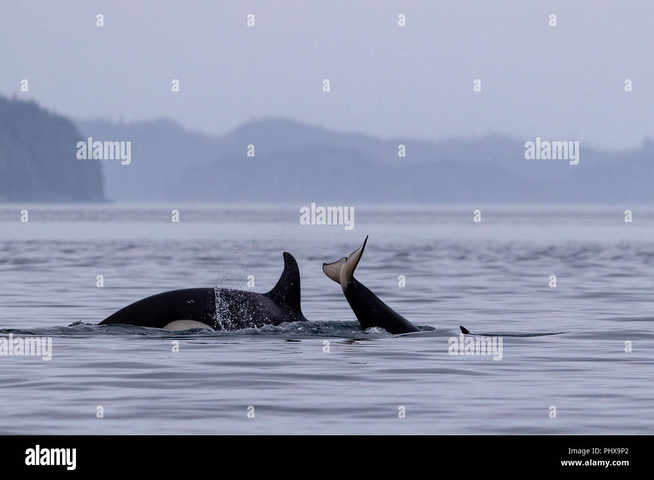 Les orques jouant le long de l'archipel de Broughton, le territoire des Premières Nations, l'île de Vancouver, Colombie-Britannique, Canada. Banque D'Images