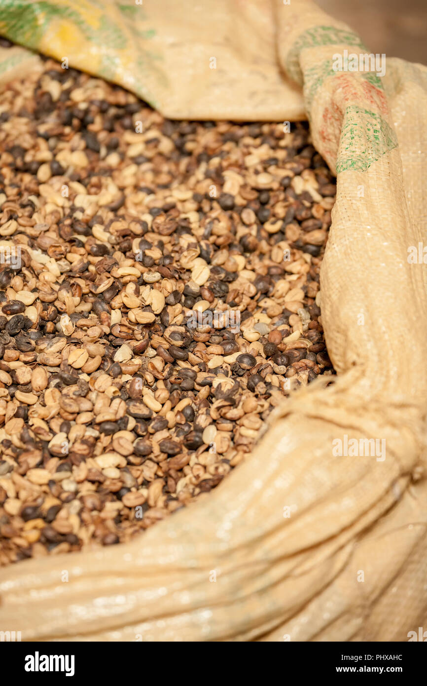 Région du volcan Poas, au Costa Rica, Amérique centrale. Sachet de graines de café. Banque D'Images