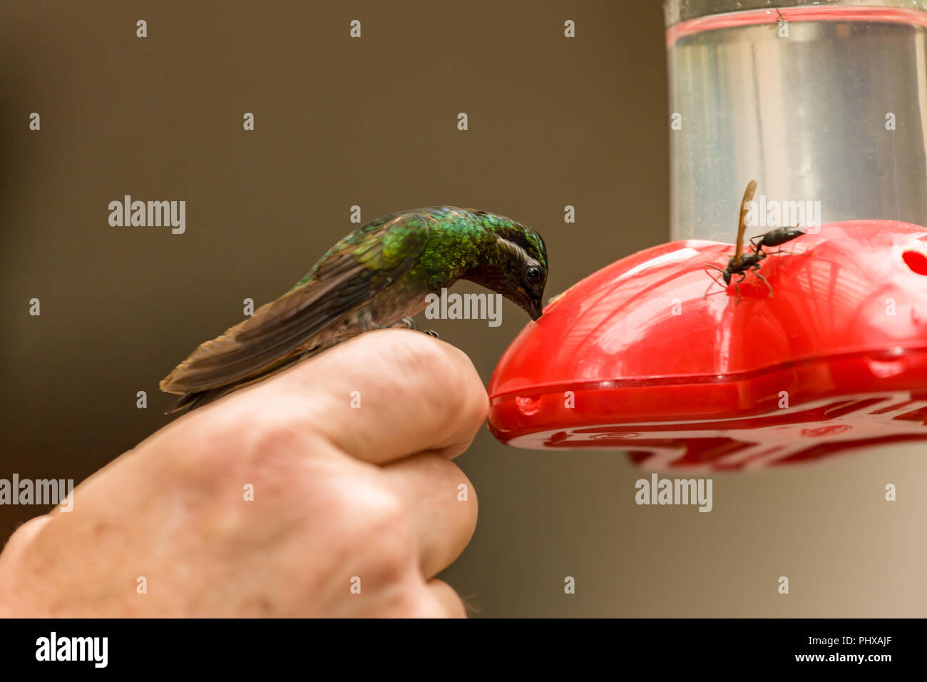 Le Parc National de Monteverde, Costa Rica, Amérique centrale. La montagne à gorge blanche (Gem) castanoventris Lampornis près du centre Hummingbird vistors a Banque D'Images