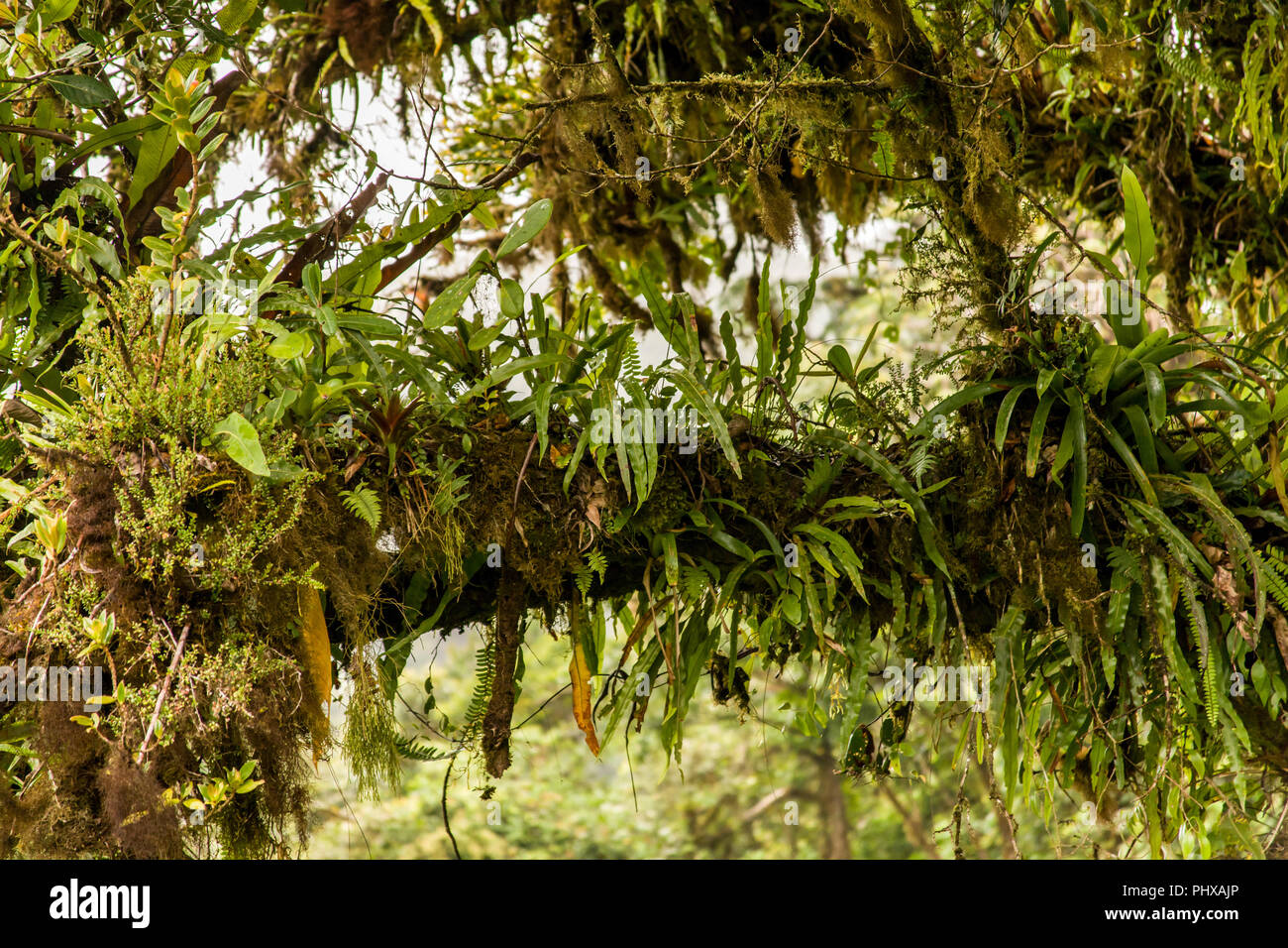 Le Parc National de Monteverde, Costa Rica, Amérique centrale. Membre de l'arbre couvert de fougères et autres plantes tropicales comme vu dans la canopée élevée Banque D'Images