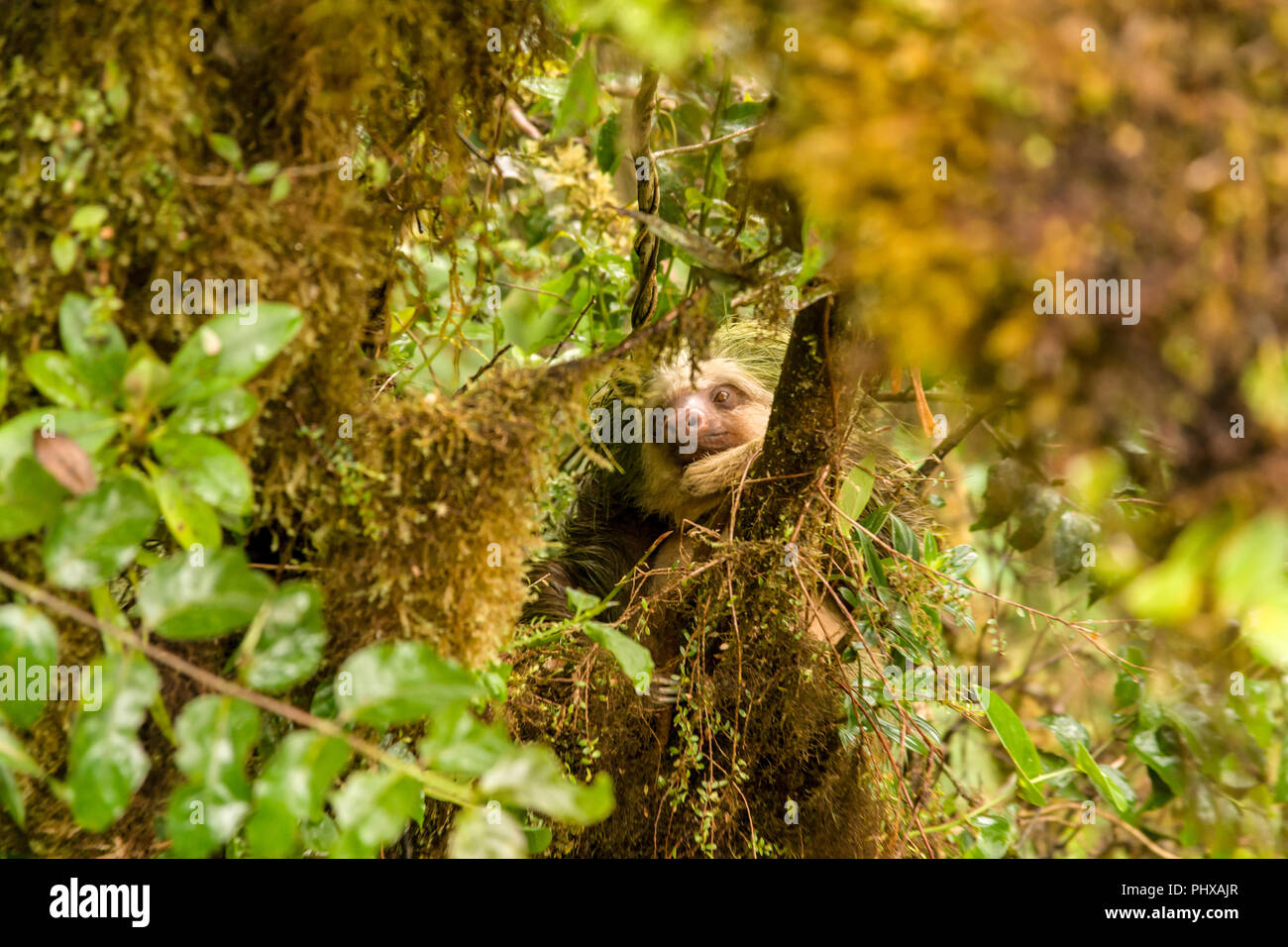 Le Parc National de Monteverde, Costa Rica, Amérique centrale. Hoffman's Deux-toed Sloth (Choloepus hoffmanni) assis haut dans la canopée dans la pluie, comme vu Banque D'Images