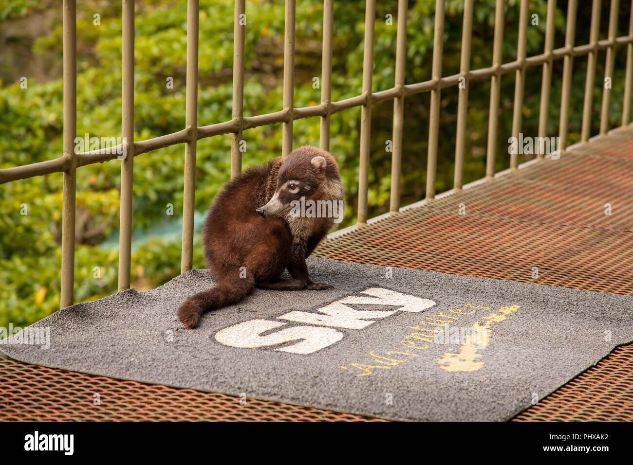 Le Parc National de Monteverde, Costa Rica, Amérique centrale. Coati à nez blanc (Nasua narica) se gratter une démangeaison, assis sur le perron de la cen du visiteur Banque D'Images