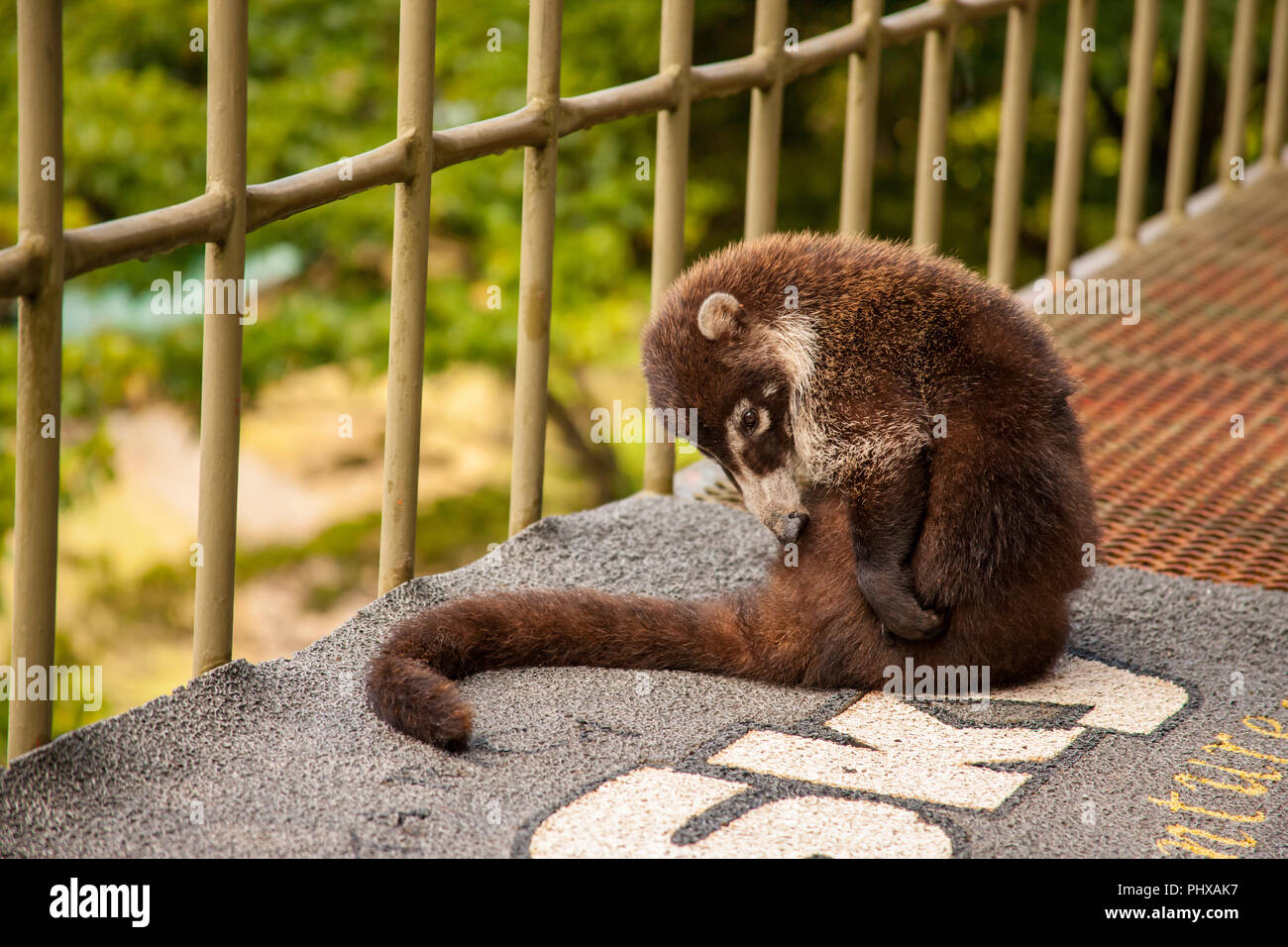 Le Parc National de Monteverde, Costa Rica, Amérique centrale. Coati à nez blanc (Nasua narica) se gratter une démangeaison, assis sur le perron de la cen du visiteur Banque D'Images