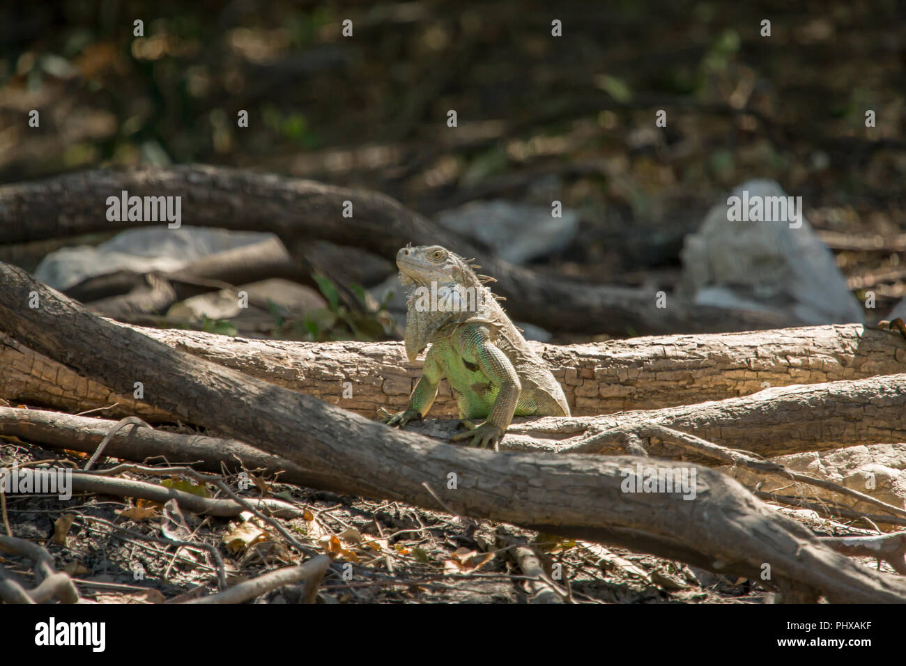 Parc National Palo Verde, Costa Rica, Amérique centrale. Iguane vert (Iguana iguana) à côté de la rivière Tempisque Banque D'Images