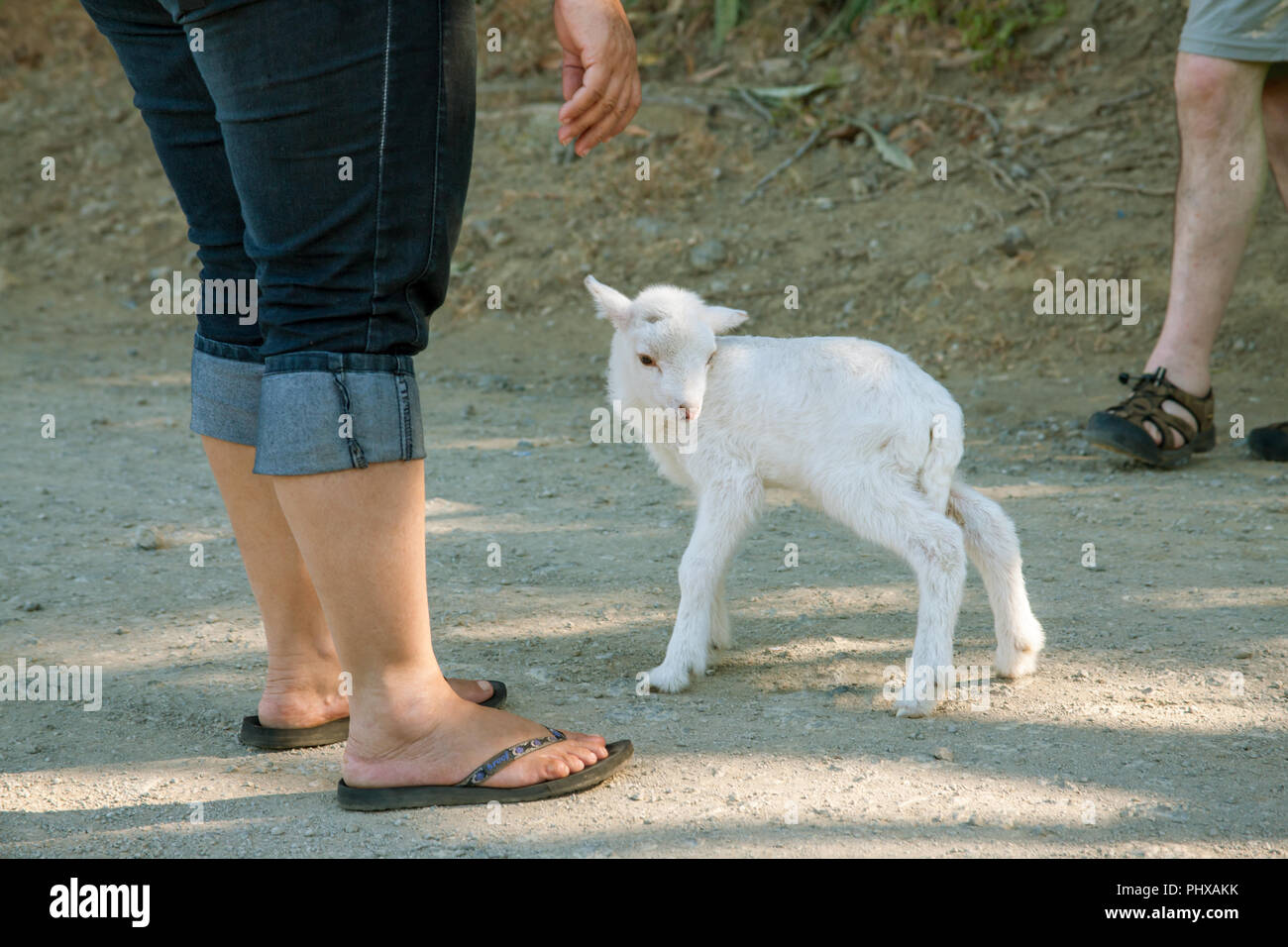 Parc National Palo Verde, Costa Rica, Amérique centrale. Homme et femme personne debout à côté d'un jeune agneau. Banque D'Images