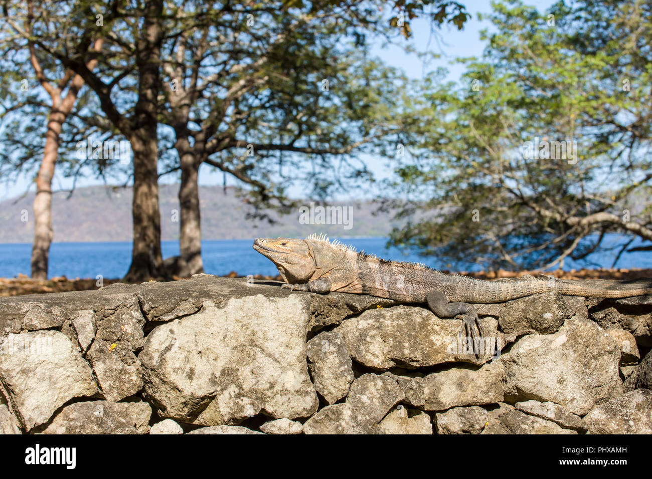 Panama Beach, Guanacaste, Costa Rica, Amérique centrale. L'Iguane (Ctenosaura similis) Bain de soleil sur un mur de pierre. Banque D'Images