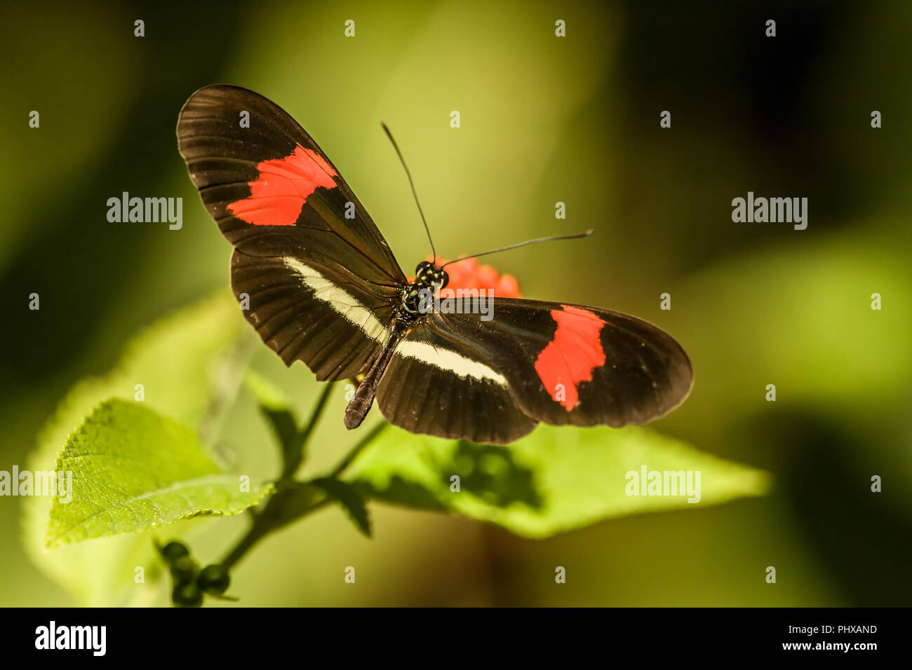 Postman butterfly (Heliconius erato) Pachira Lodge autour du de Tortuguero, Costa Rica Banque D'Images