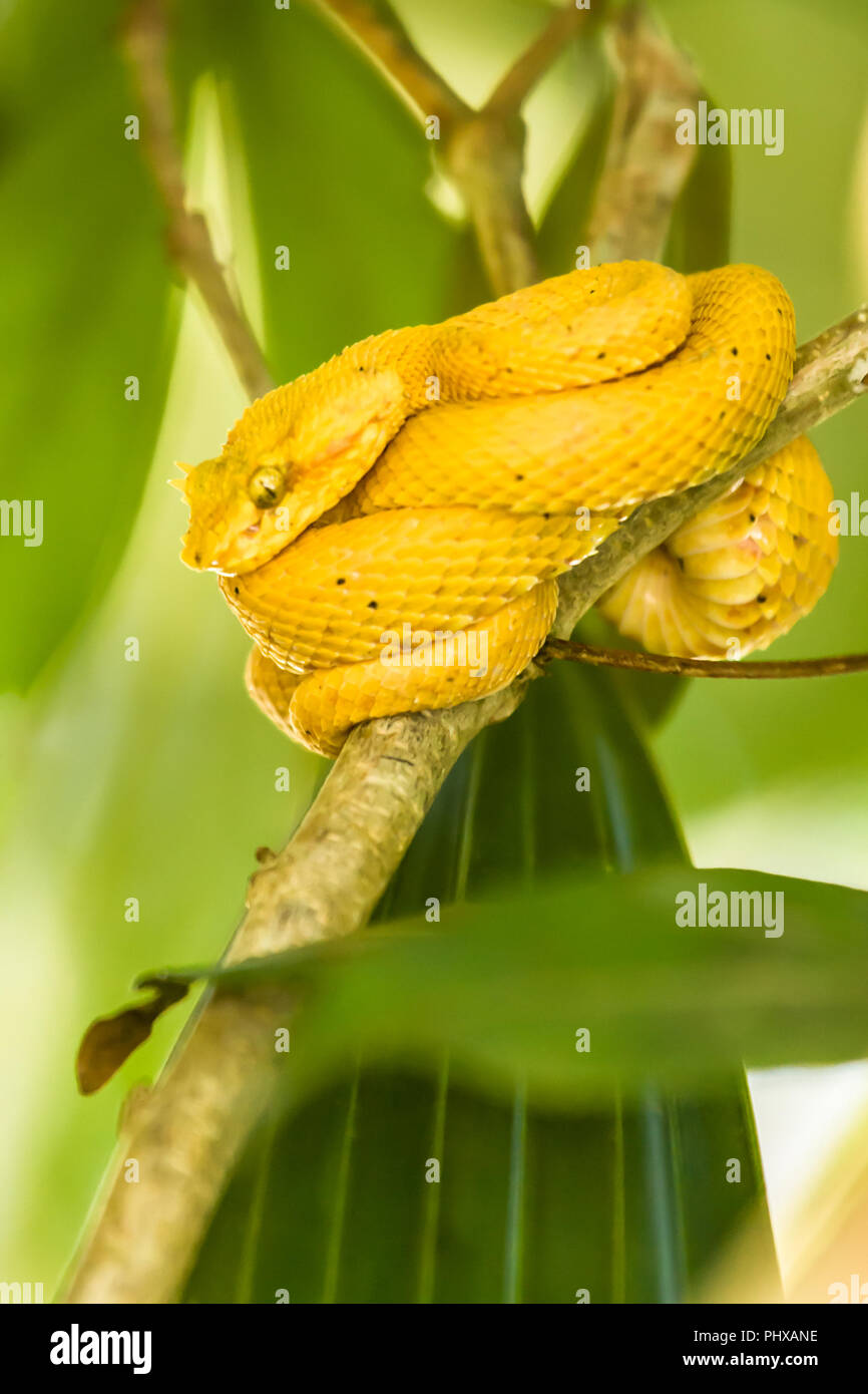 Eyelash Pit Viper Bothriechis schlegelii (serpent) dans le Parc National de Tortuguero, Costa Rica. L'eyelash pit viper palm est nommé pour l'échelles raides Banque D'Images