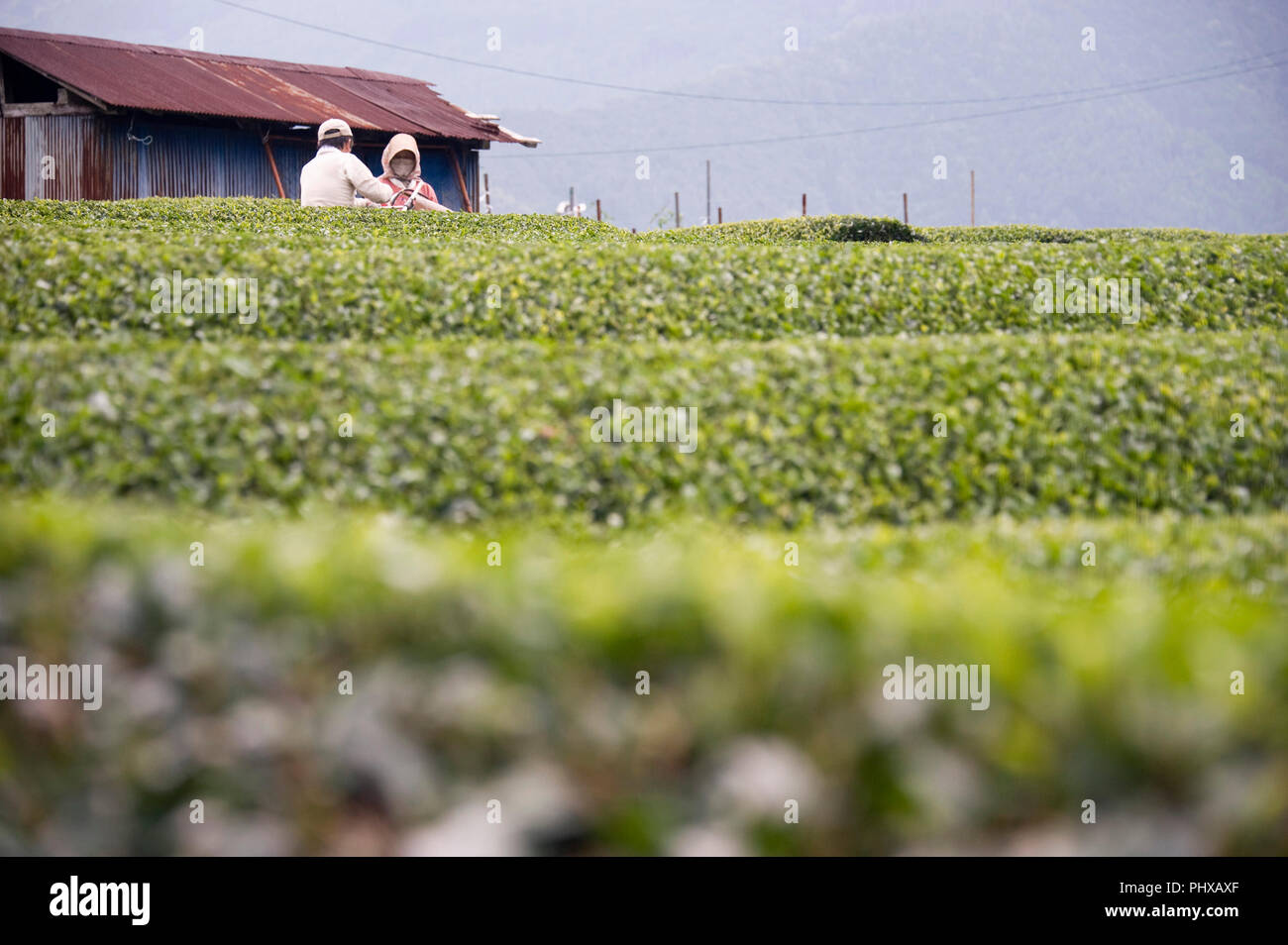 Les producteurs travaillent dans les plantations de thé dans les districts montagneux de la ville de Shizuoka, préfecture de Shizuoka, au Japon, le samedi 30 juin, 2012. P Shizuoka Banque D'Images