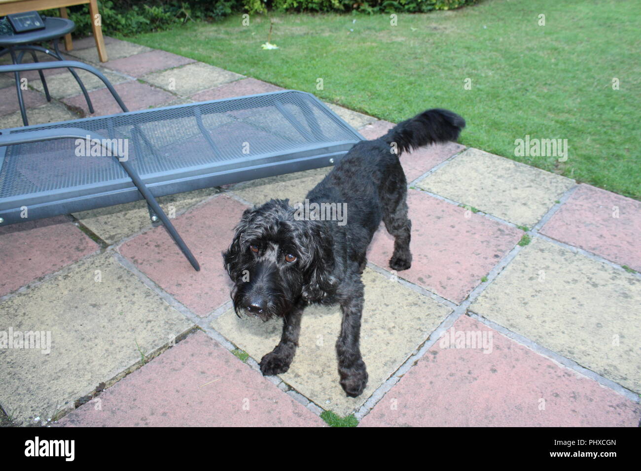 Cockapoo chien attend sur patio jardin Banque D'Images