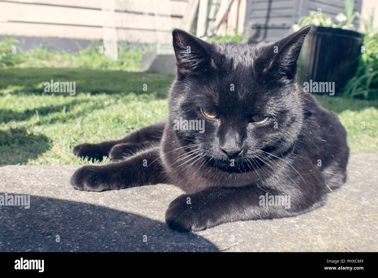 Chat noir allongé au soleil à l'extérieur avec un arrière-plan flou Banque D'Images