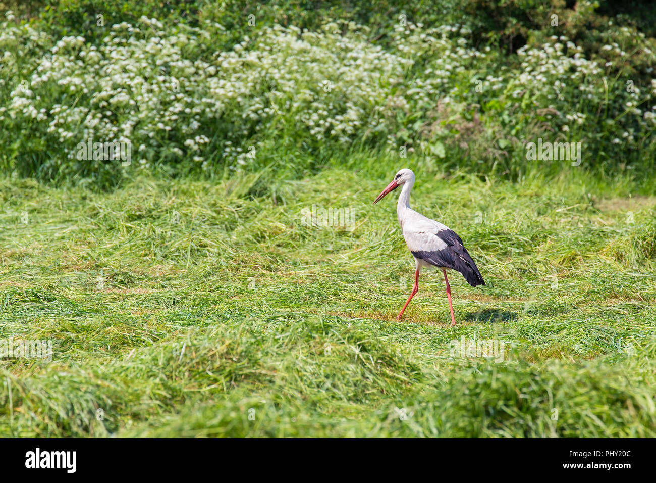 L'alimentation dans la recherche cigogne d'herbe tondue de dutch meadow Banque D'Images