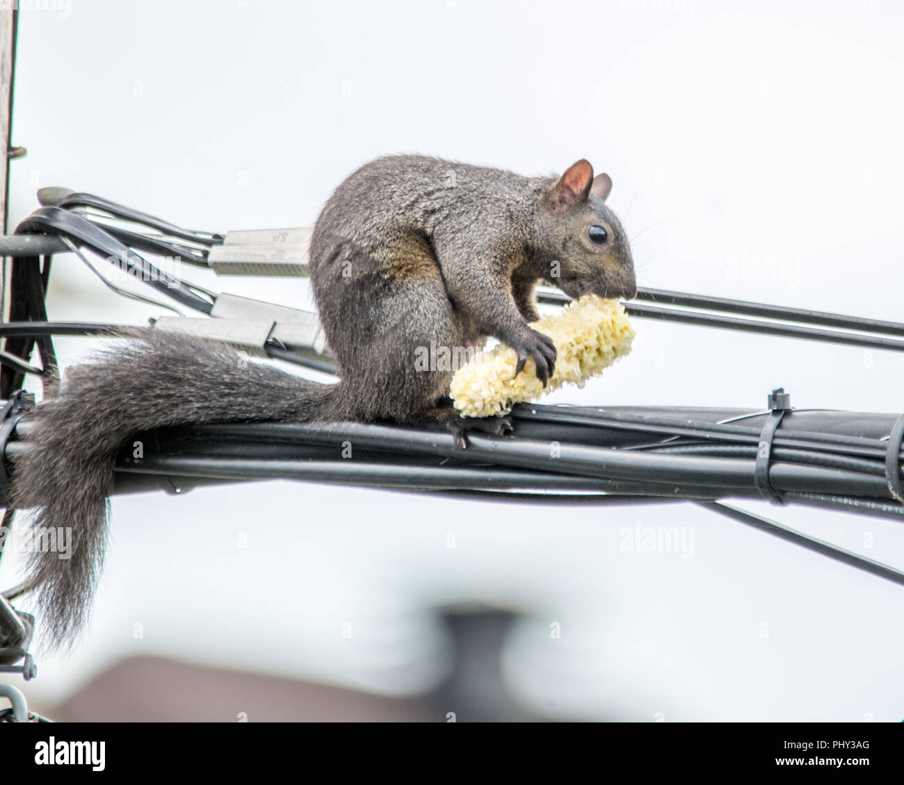 Des épis de maïs pour un écureuil agile en l'air Banque D'Images