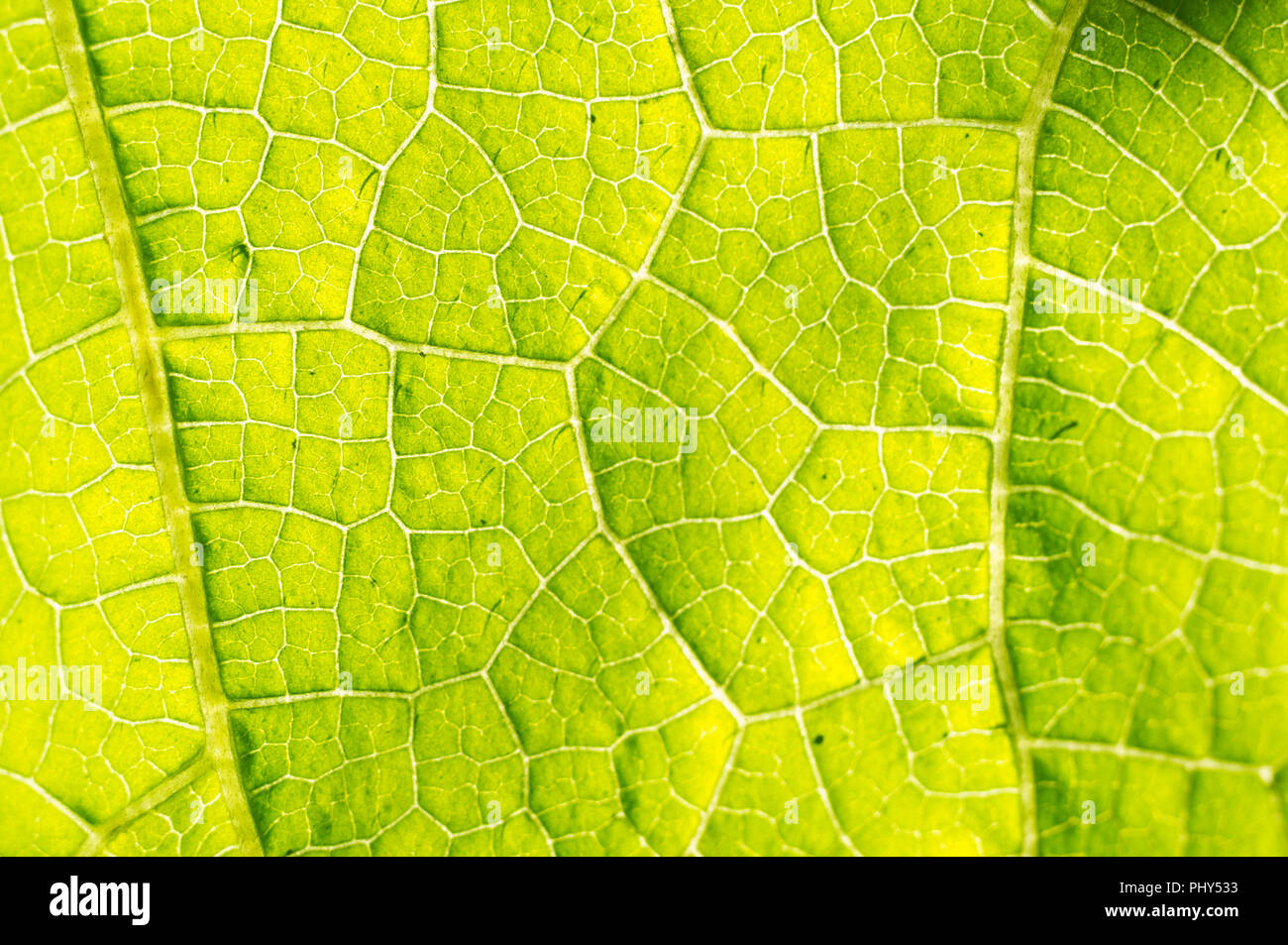 Texture Macro de feuille verte Banque D'Images