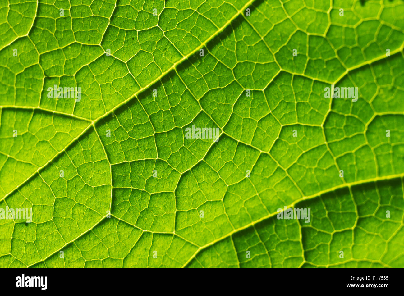 Texture Macro de feuille verte Banque D'Images