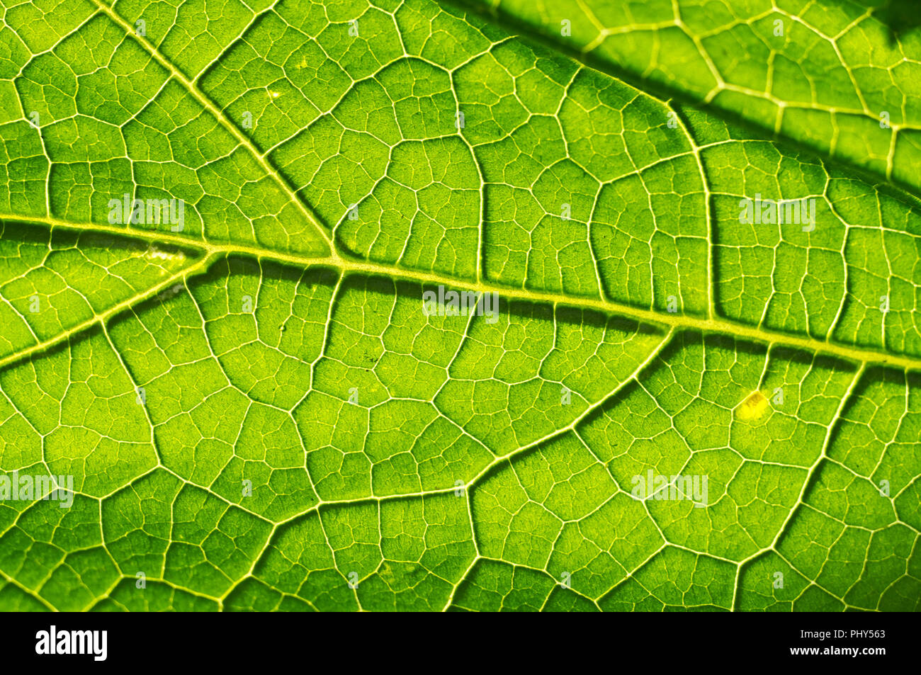 Texture Macro de feuille verte Banque D'Images