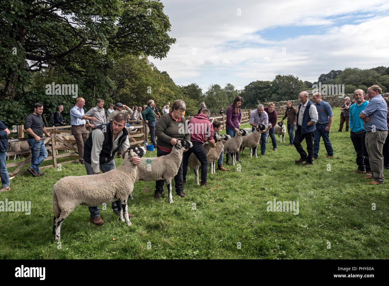 Moorcock Show, Yorkshire du Nord. Les moutons s'affichent dans le Yorkshire Dales Banque D'Images