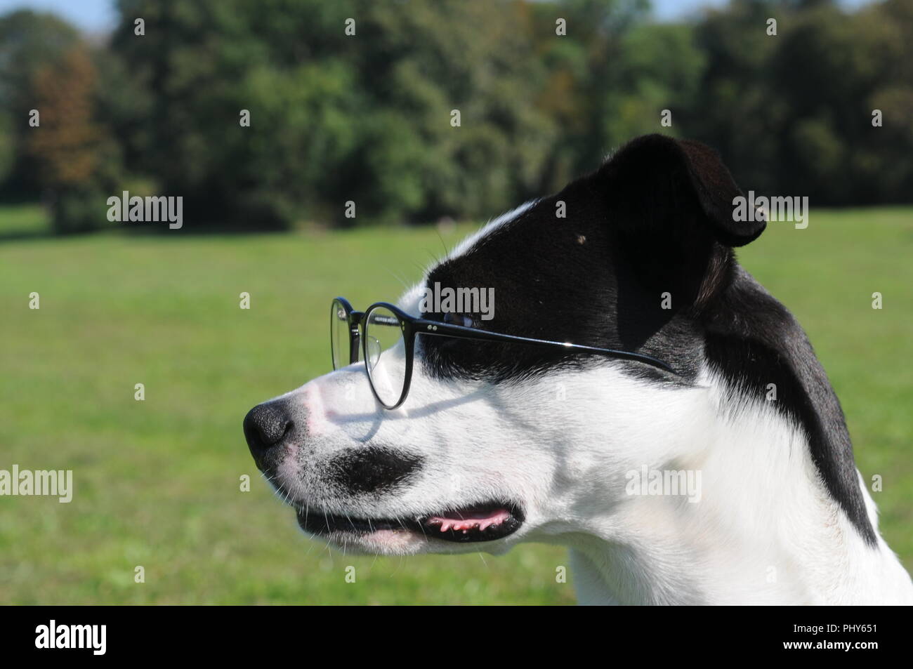 Lino chien posant avec designer lunettes dans le jardin anglais à Munich Banque D'Images