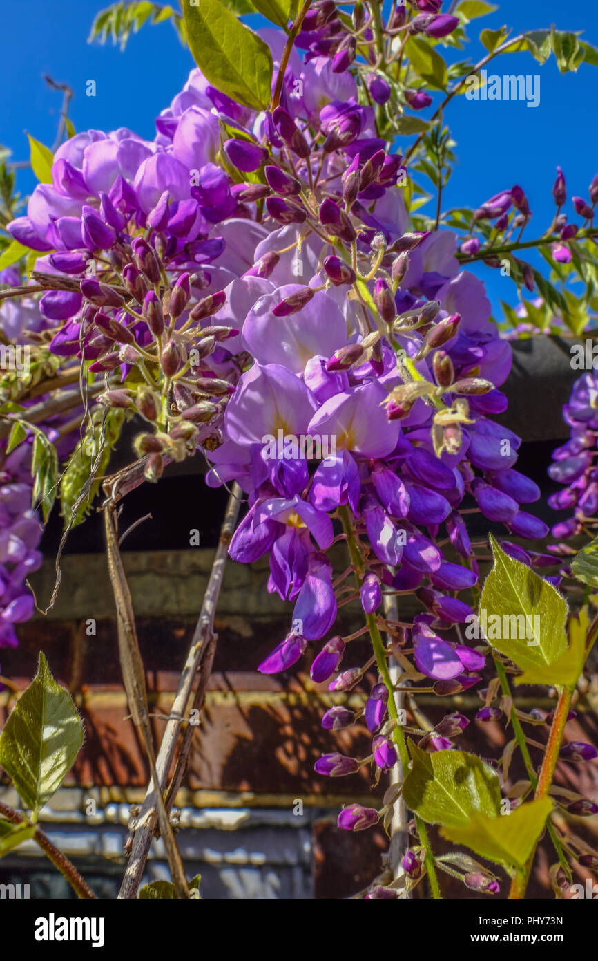 La floraison de la glycine en mai. Jusqu'à lors de la floraison des gousses violet contre un ciel bleu. Banque D'Images