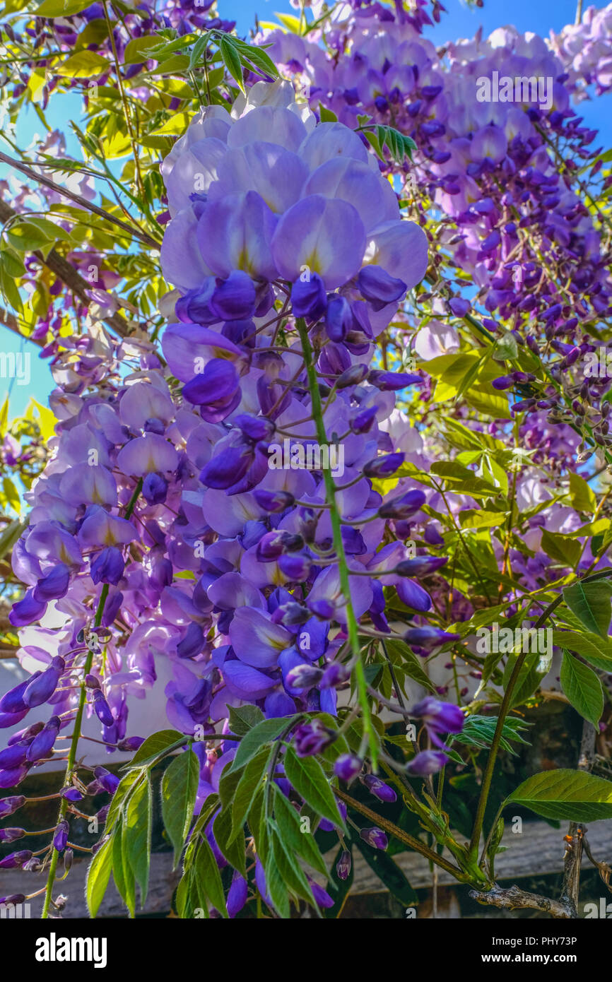 La floraison de la glycine en mai. Jusqu'à lors de la floraison des gousses violet contre un ciel bleu. Banque D'Images