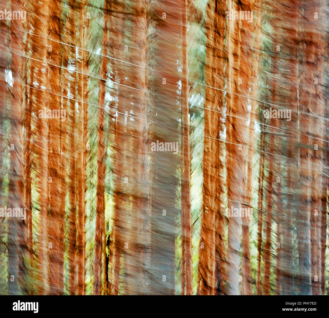 Motion blurred photo d'une forêt d'automne, le résumé historique. Banque D'Images